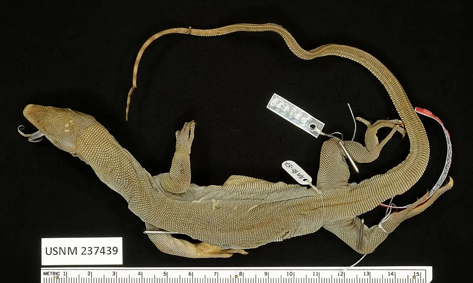 Varanus zugorum holotype