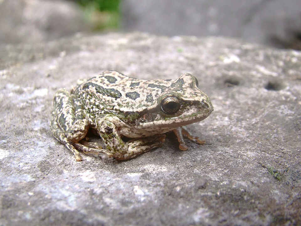 Gastrotheca marsupiata in Peru