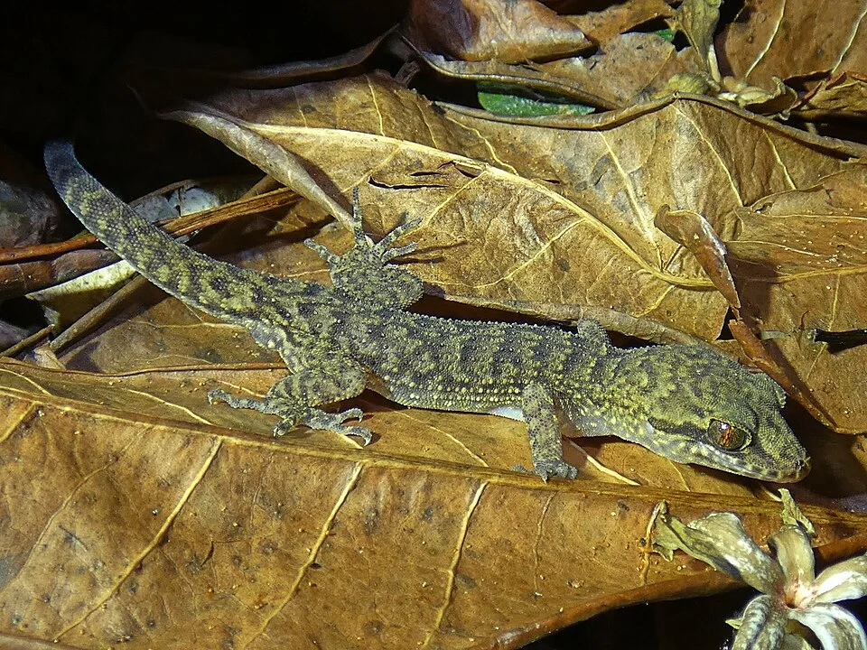 Southern Cape York Nactus (Nactus cheverti)