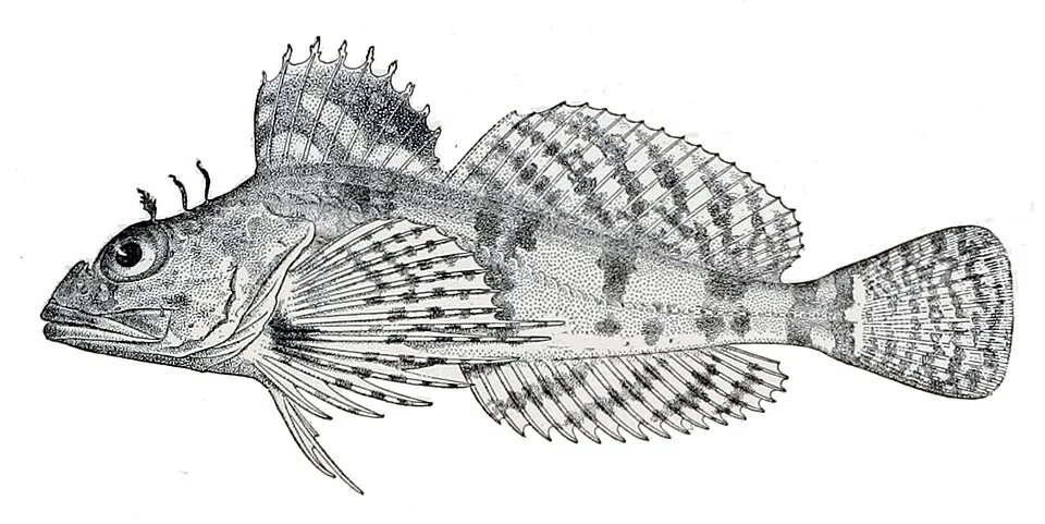 Thyriscus anoplus
