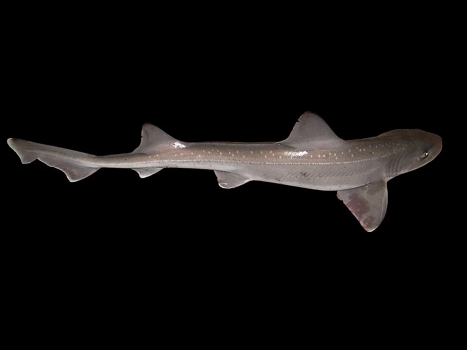 Starry smooth hound from the Southern North Sea.