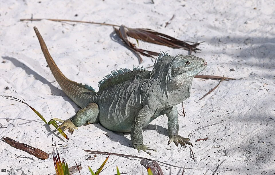 Bahamas Rock Iguana (Cyclura carinata)