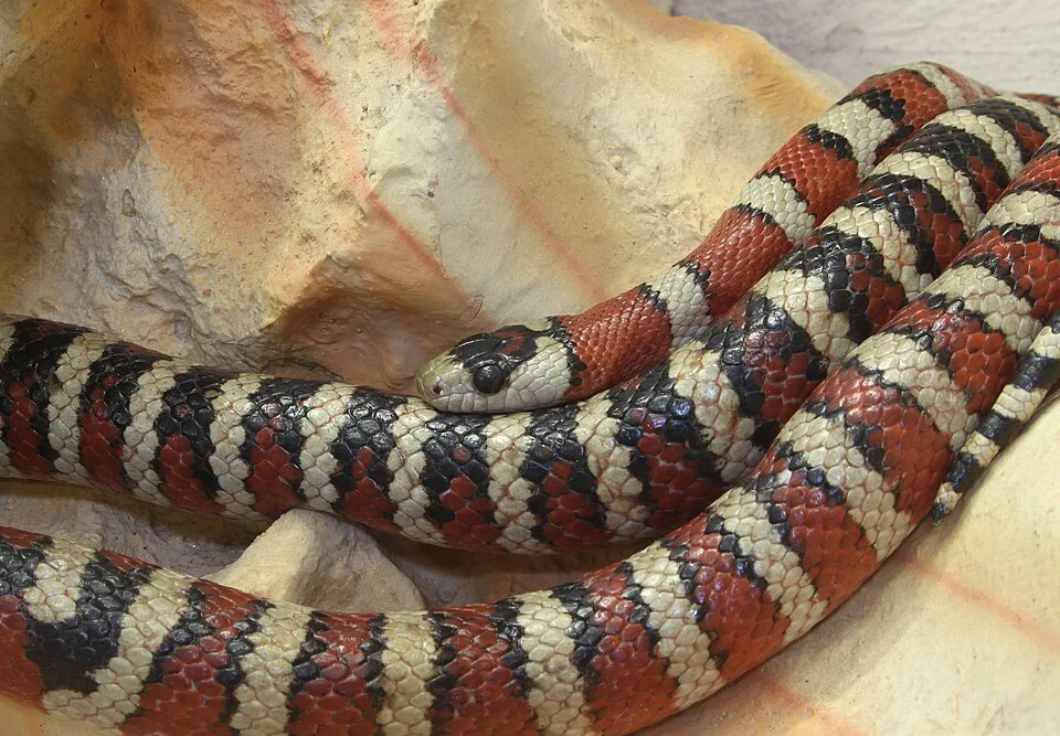 Arizona Mountain Kingsnake, Lampropeltis pyromelana woodini , Family: Colubridae, Location: Germany, Augsburg, Zoo