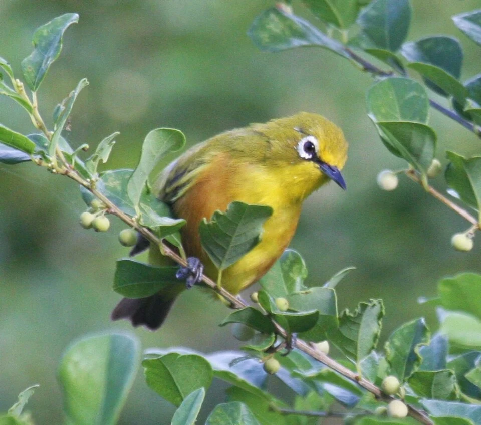 zosterops de Mayotte