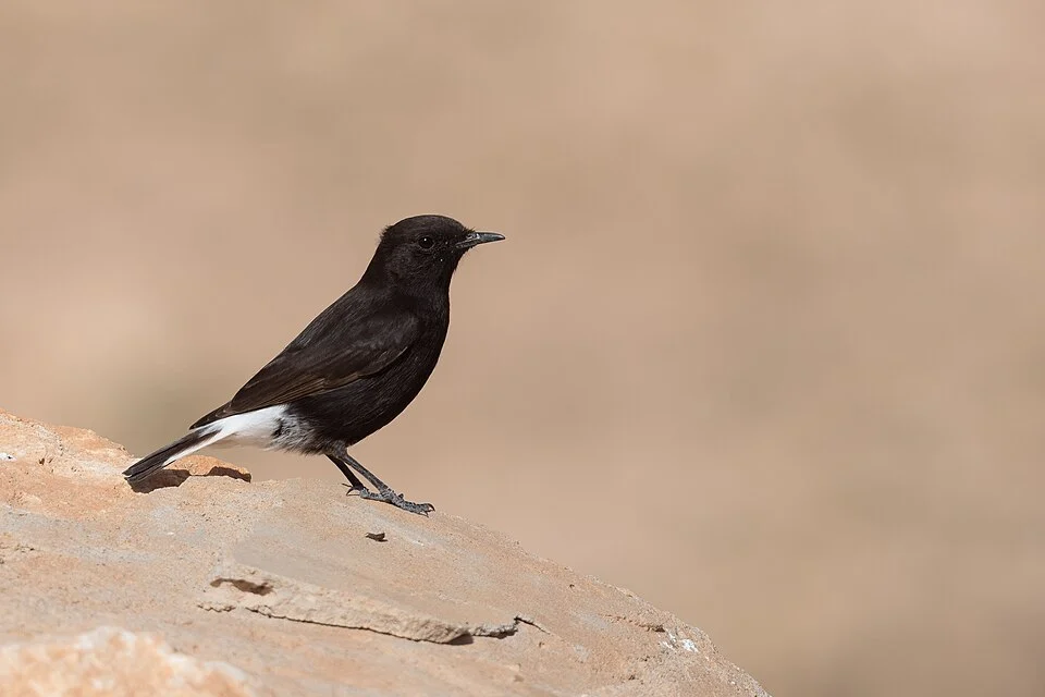 Black wheatear (Oenanthe leucura)