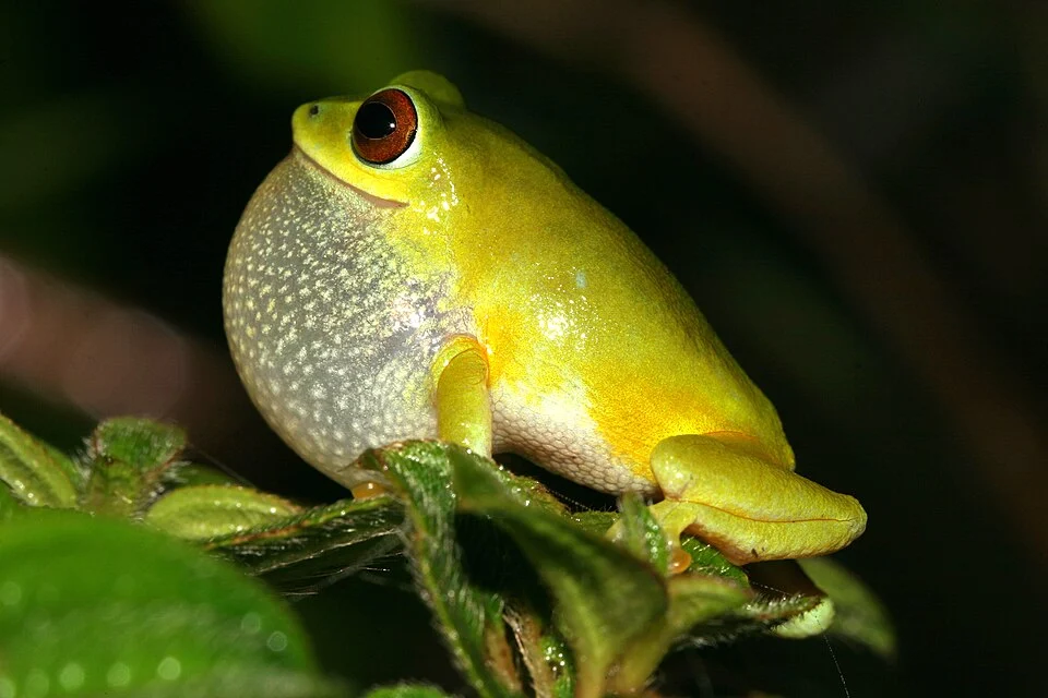 Raorchestes beddomii