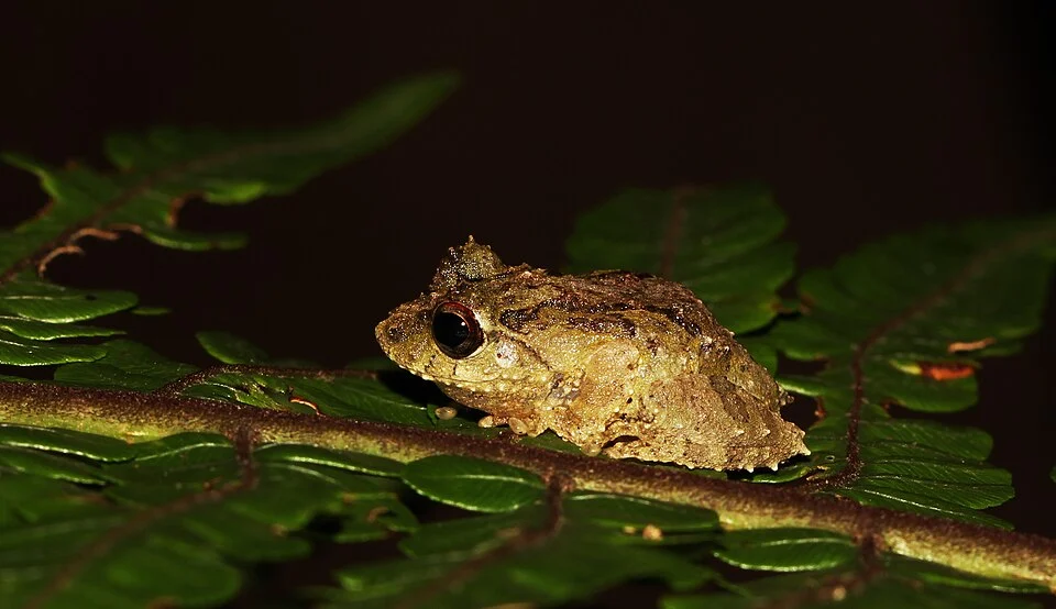 Pseudophilautus dilmah, the Dilmah shrub frog, is a species of frogs in the family Rhacophoridae, endemic to Sri Lanka
