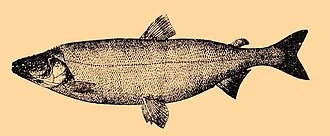 The illustration of Stenodus leucichthys
