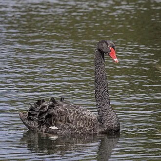 Black swan (Cygnus atratus), near Scottsdale, TAS, Australia