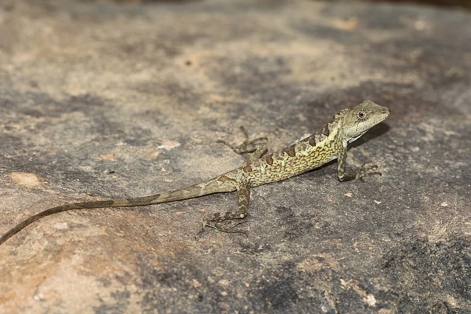 Green fan-throated lizard (Ptyctolaemus gularis)