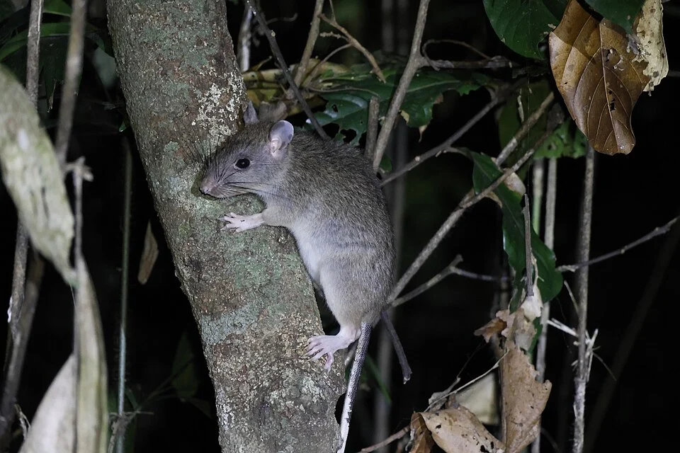 White-tailed Giant Rat (Uromys caudimaculatus) in Australia