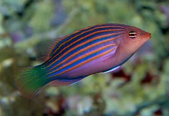 Six Line Wrasse - Pseudocheilinus hexataenia
