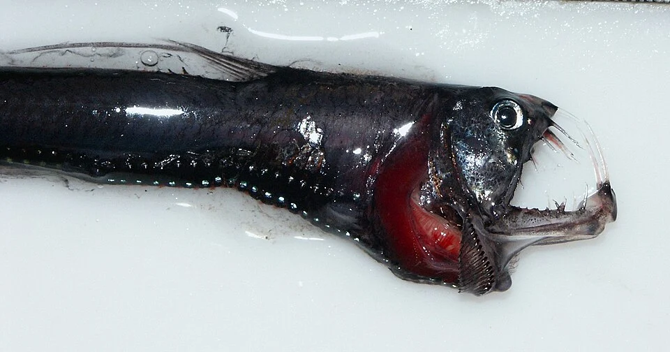 Head of a pacific Viperfish caught during trawling operations. 
Image ID: fish4037, NOAA's Fisheries Collection
Location: Alaska, Southeast

Photo Date: 2001