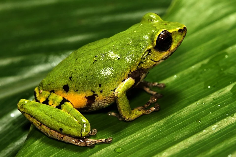 Raorchestes chromasynchysi