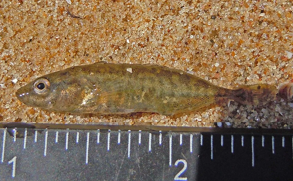 Ukrainian stickleback (Pungitius platygaster) from the Dniester Estuary, Ukraine