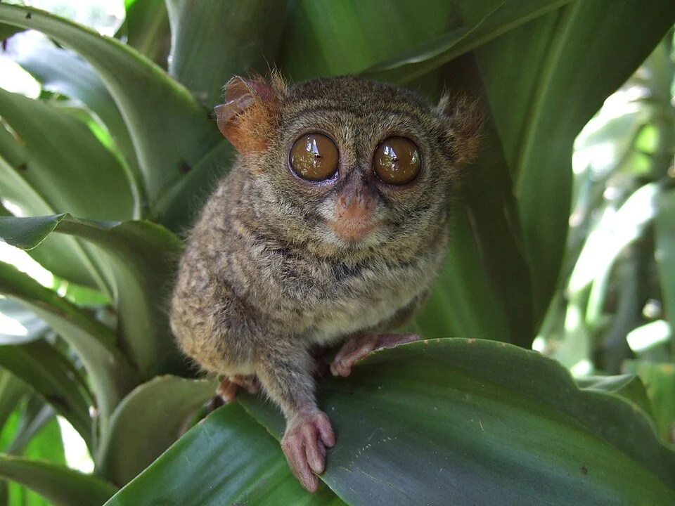 Tarsier Tarsius sp.,  Grand Naemundung Mini Zoo, Tandurusa, Bitung, North Sulawesi
Geography suggests this is not the w:Spectral Tarsier (Tarsius tarsier), but an undescribed species called Tarsius sp. 1 by Shekelle and Groves (2010).
Reference:

Groves, C.; Shekelle, M. (2010). "The Genera and Species of Tarsiidae" (PDF). International Journal of Primatology. DOI:10.1007/s10764-010-9443-1.[dead link]