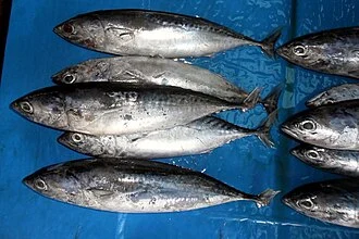 Bullet tuna, Auxis r. rochei (ca. 20 cm FL), sold at fish market in Palabuhanratu, West Java, Indonesia.