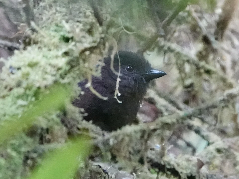 Sooty Shrikethrush Colluricincla tenebrosa in Papua New Guinea