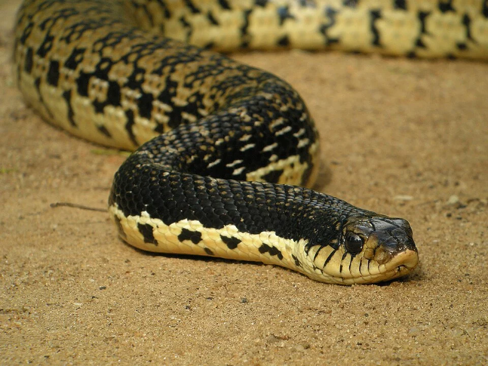 Malagasy Giant Hognose Snake (Leioheterodon madagascariensis) found at Kirindy Mitea National Park, Madagascar.