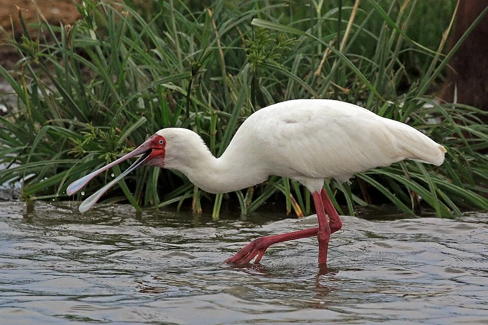 African spoonbill (Platalea alba), Kazinga Channel, Uganda