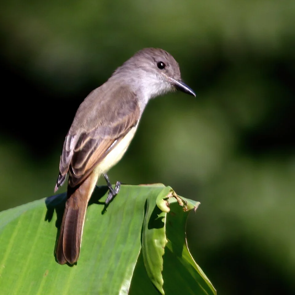 Lesser Antillean Flycatcher (Myiarchus oberi) photographed in its natural habitat in the Morne Diablotins National Park in Dominica. Guide was local expert 'Dr Birdy' Bertrand Baptiste.