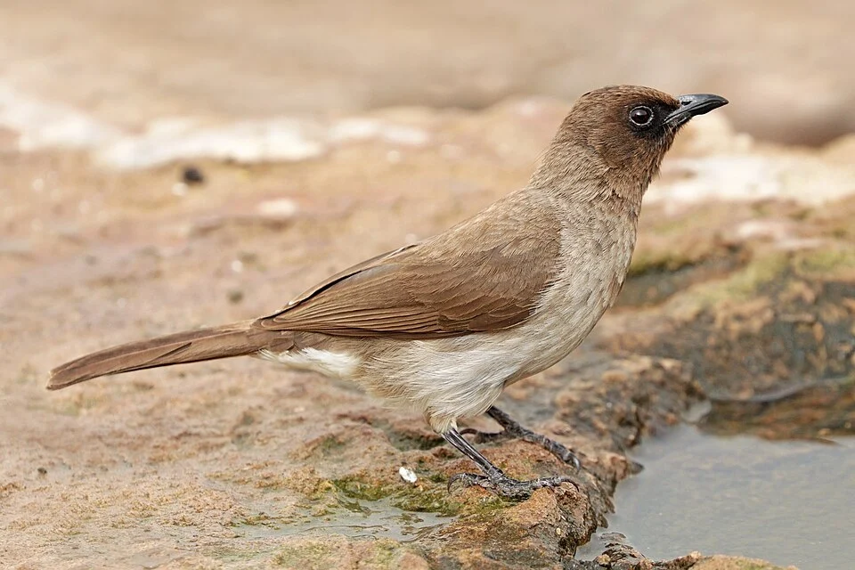 Common bulbul (Pycnonotus barbatus barbatus), Souss-Massa National Park, Morocco