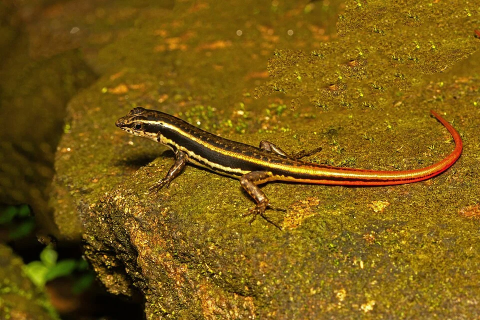 Sphenomorphus dussumieri