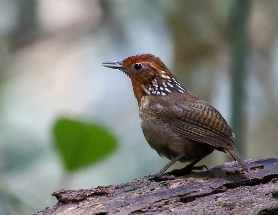 Musician wren at Pte. Figueiredo, Amazonas, Brazil