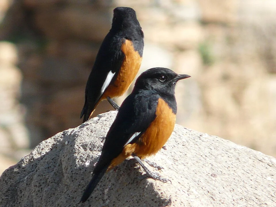 Two male White-winged Cliff-chats in Ethiopia.