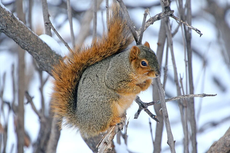 A fox squirrel balancing on a small tree branch. Fox squirrels are larger and heavier than gray squirrels.
Photo Credit: Gary Eslinger/USFWS