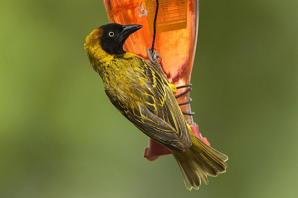 Lesser Masked Weaver - Baringo - Kenya_NH8O1107