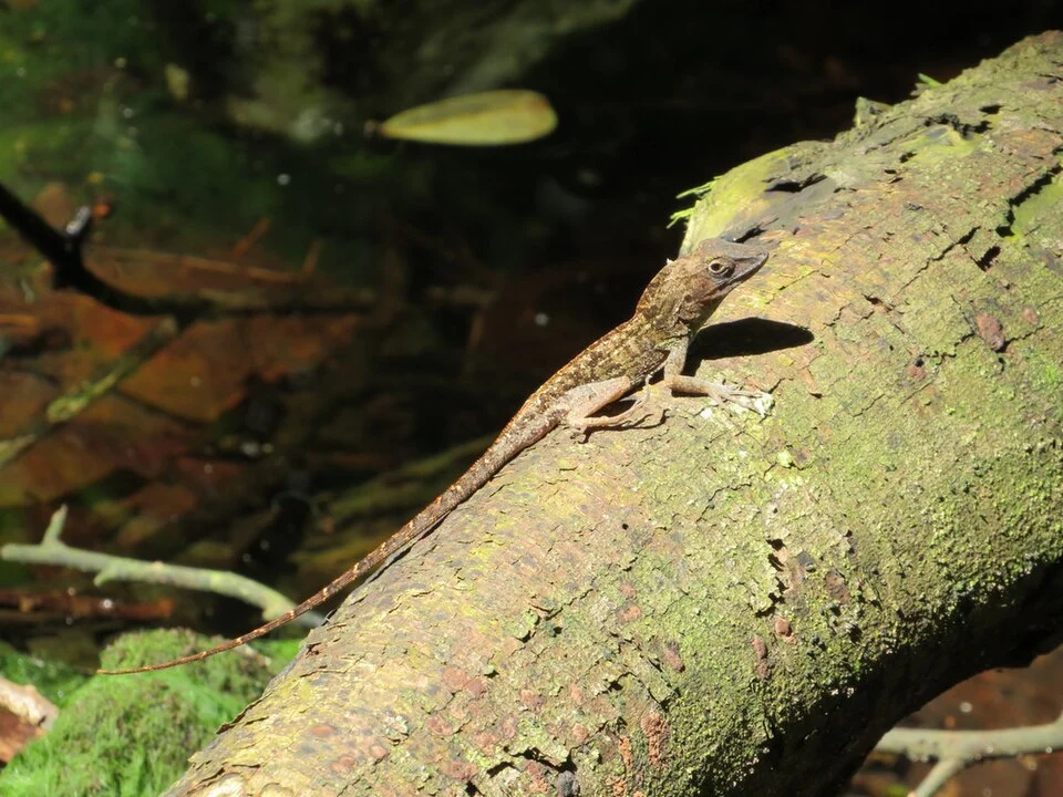 A species from Anolis genus