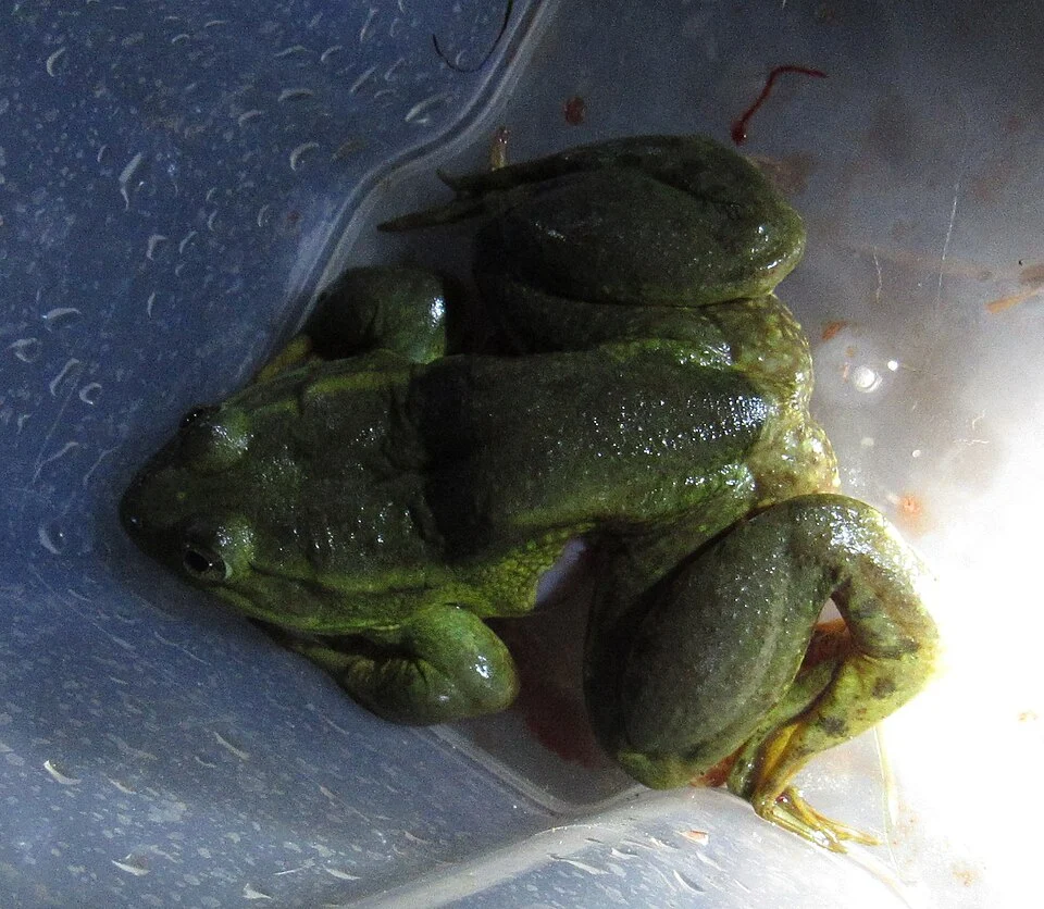 Photo of Bigfoot Leopard Frog (Lithobates megapoda) uploaded from iNaturalist.