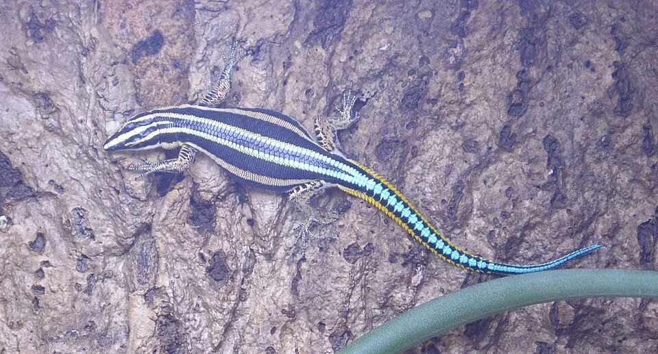 Eastern serrate-toed tree lizard (Holaspis laevis); image from matched species article