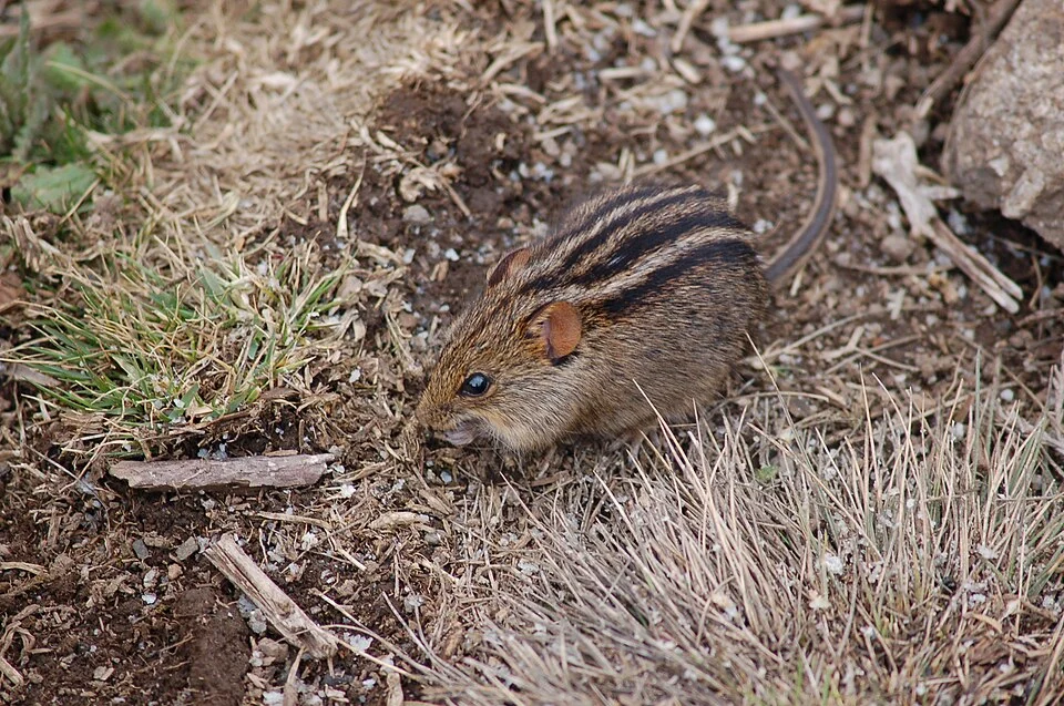 Four-striped Grass Mouse photographed on February 14, 2009, in Lemosho route while climbing Mount Kilimanjaro. Place: Lava Tower, Kilimanjaro, Tanzania.