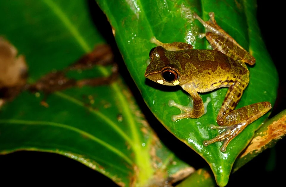 Adult male from Kinabalu National park