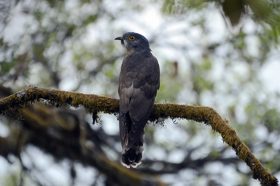 Large hawk-cuckoo (Hierococcyx sparverioides)_from Kedarnath Wildlife Sanctuary