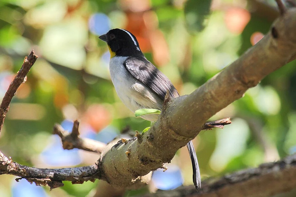 White-naped Brushfinch