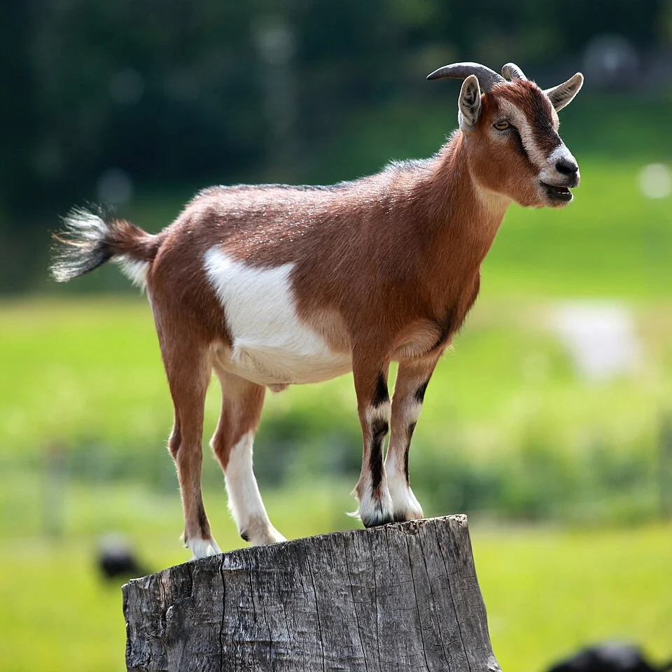 Goat, located in Fiesch, Valais (Switzerland).