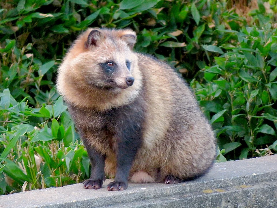 東山動植物園のタヌキ(ホンドタヌキ)。