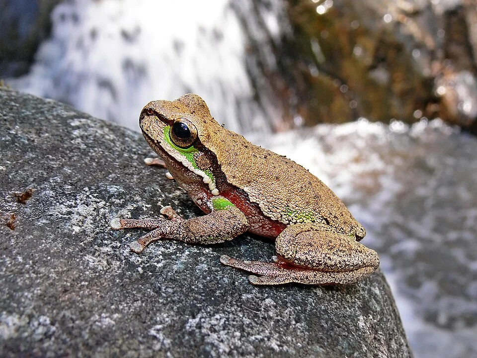 Blue Mountains Tree Frog - Litoria citropa