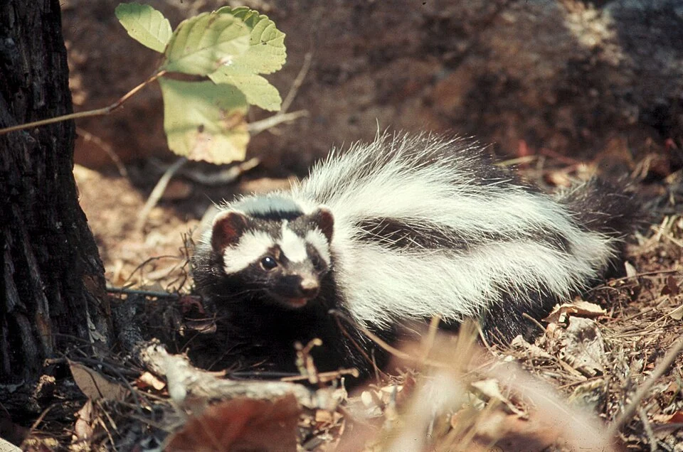 35 mm slide; color. Scientific Classification: Kingdom: Animalia; Phylum: Chordata; Class: Mammalia; Order: Carnivora; Family: Mustelidae; Genus: Ictonyx; Genus species: Ictonyx striatus. Animal characteristics: Head-Body Length: 30-38 cm; Height: 10-15 cm; Weight: 600-1400 g; Identification: The African polecat is mostly black with white stripes and a white tail. Their underside is black; Habitat: Grasslands, steppes; Diet: Carnivore: invertebrates, rats, reptiles, hares; Reproduction: One to four baby polecats are born, blind and naked, after a gestation period of 36 days. After leaving the