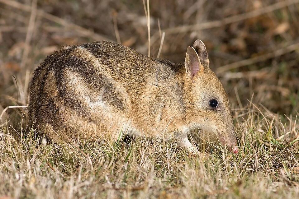 Eastern Barred Bandicoot (Perameles gunnii), Poimena Reserve, Austin's Ferry, Tasmania, Australia. The photo taken at night with off camera flashes.