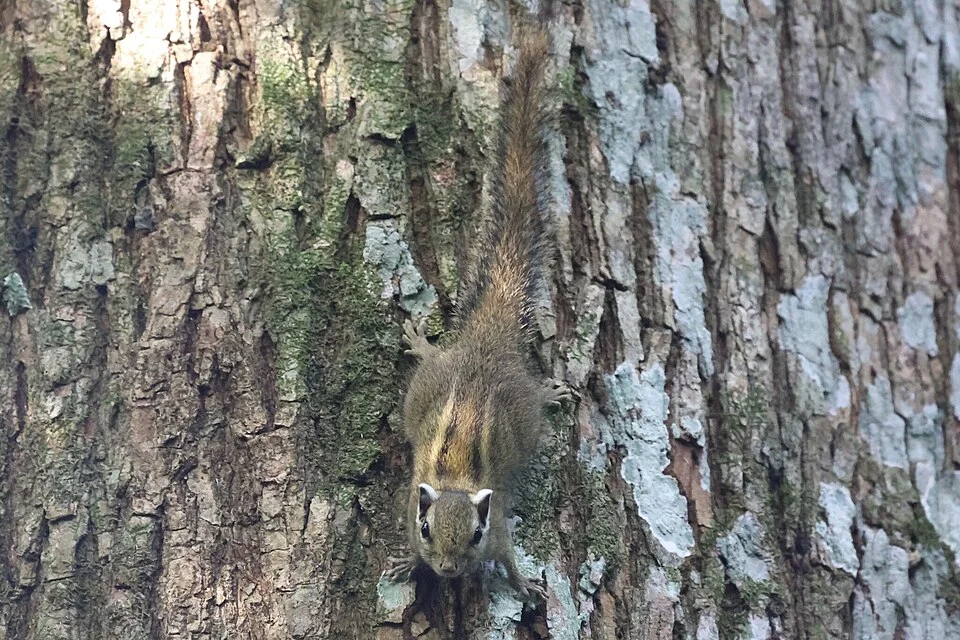 Alexander's Bush Squirrel (Paraxerus alexandri)
