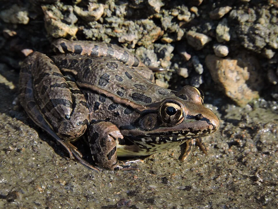Showy Leopard Frog (Lithobates spectabilis). Species of amphibian.