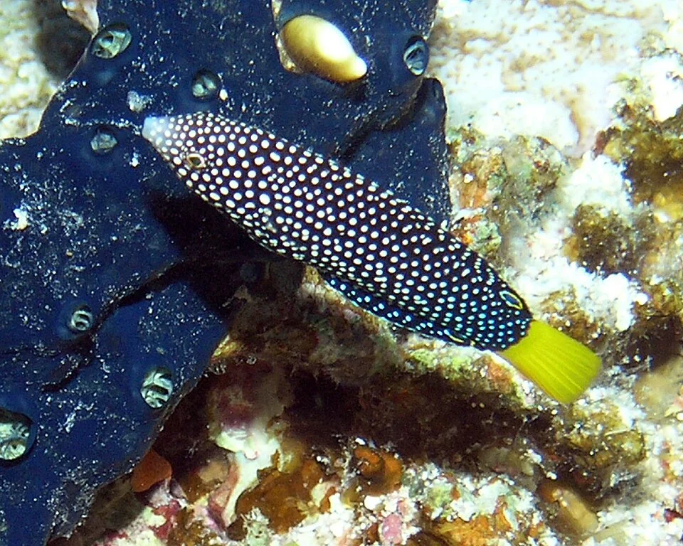 Anampses meleagrides, Female