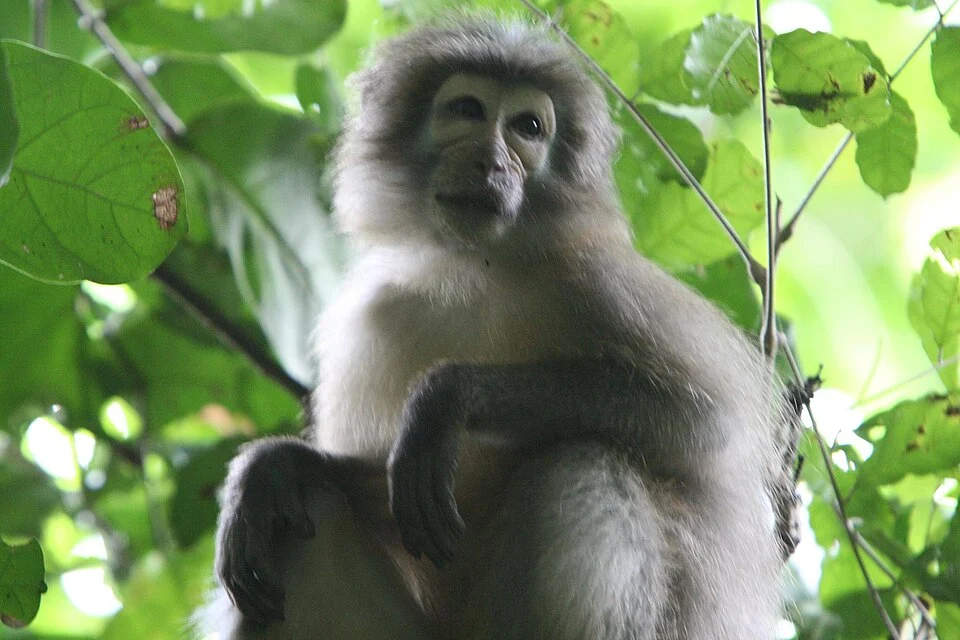 Tanzania  -Sanje Mangabey