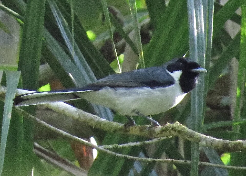 Flores Monarch (Symposiachrus sacerdotum)