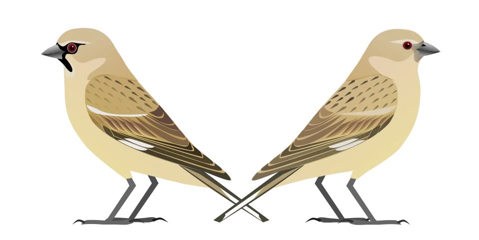 Illustration of a male (left) and female of Afghan Snowfinch (Pyrgilauda theresae)