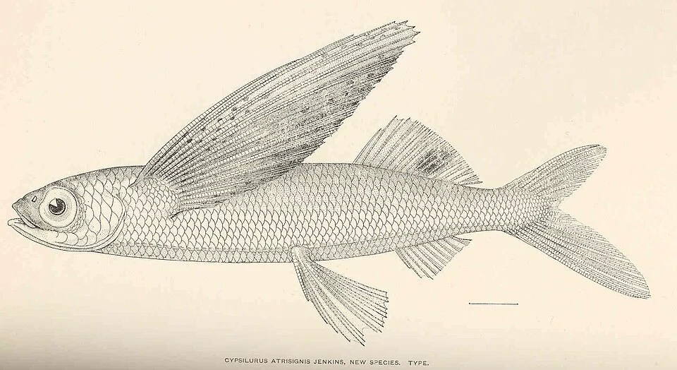 Cypsilurus atrisignis Jenkins, new species. Type
Subject: Flyingfishes, Cypsilurus
Tag: Fish